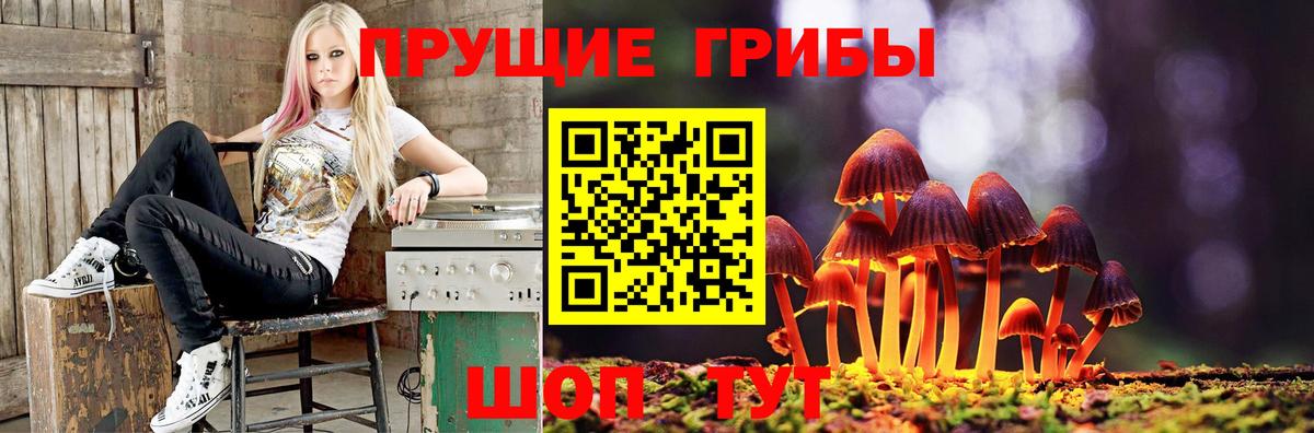 где найти   Галлюциногенные грибы Cubensis  Вход с VPN  Галлюциногенные грибы мицелий  Лесосибирск 